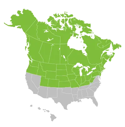 North Map